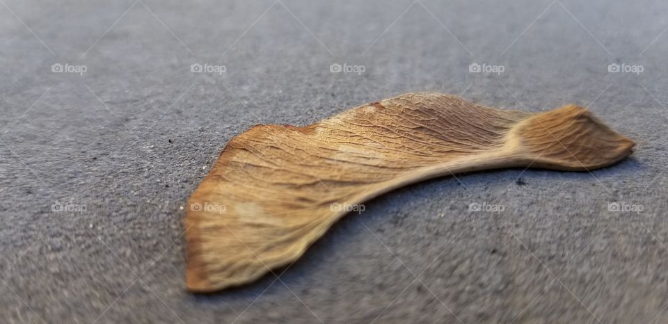 Here we have a leaf that can fly like a helicopter as it falls from the tree. The helicopter leaf Is really awesome 🌟 🌟 🌟 🌟 🌟