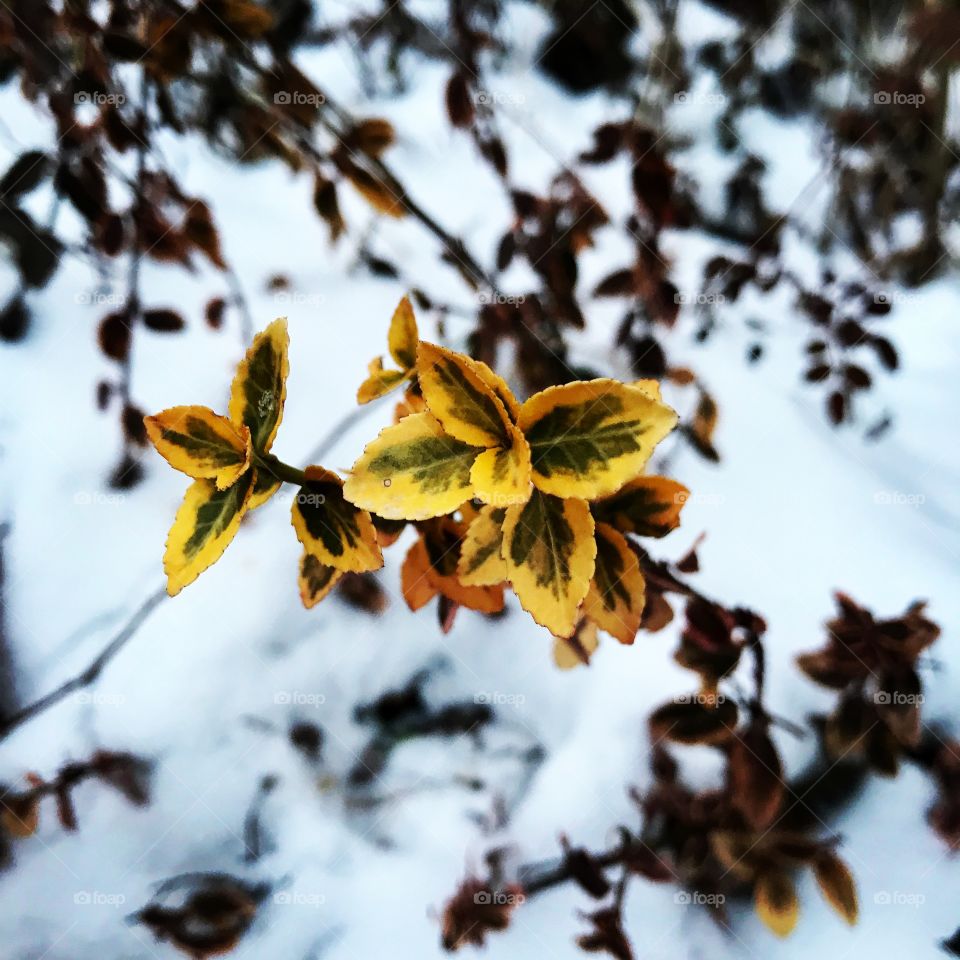 Leaves in the snow...life endures. 
