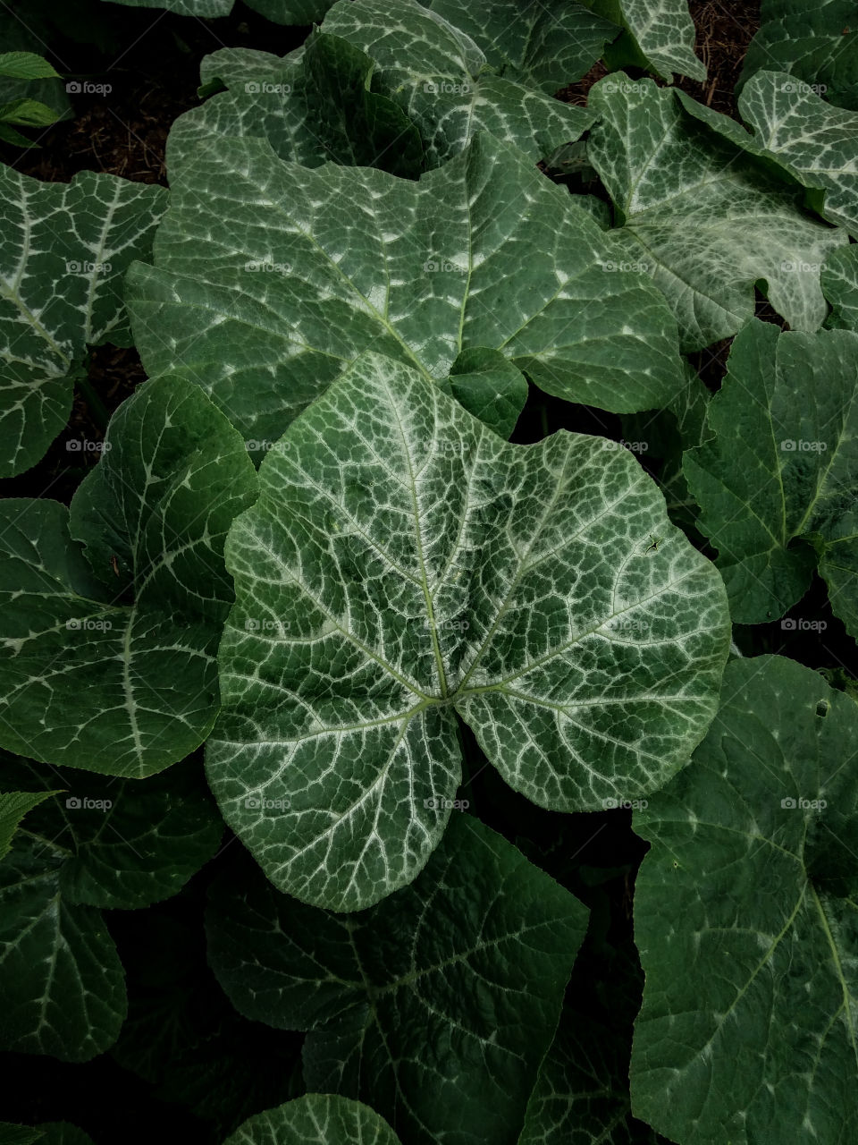 Heart shaped pumpkin leave