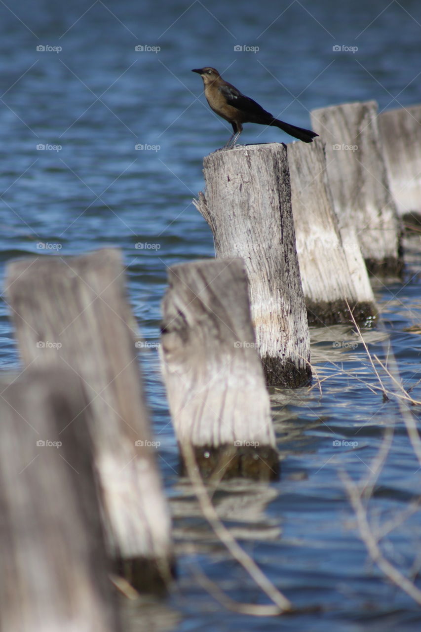 Water Bird