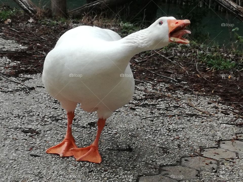 Bird, Poultry, Duck, No Person, Nature