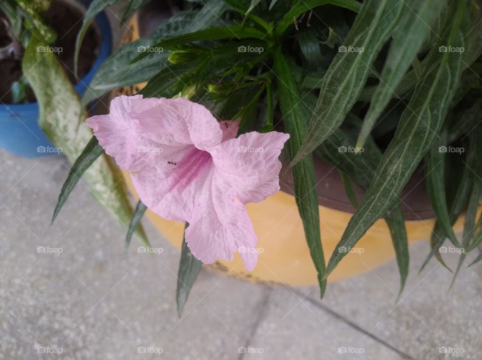 pink petunia flower seasonal fresh looks very beautiful generally found everywhere