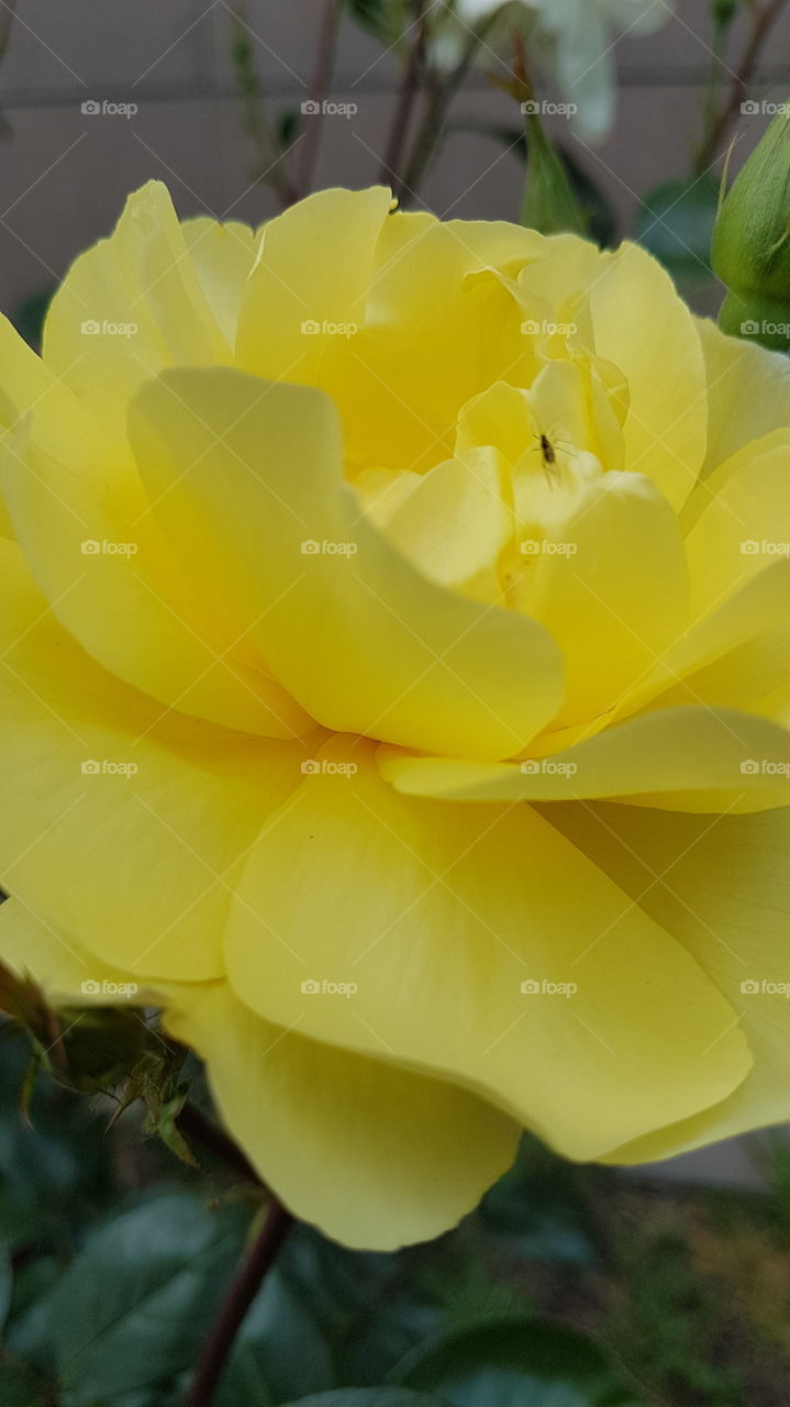 yellow rose closeup with bug