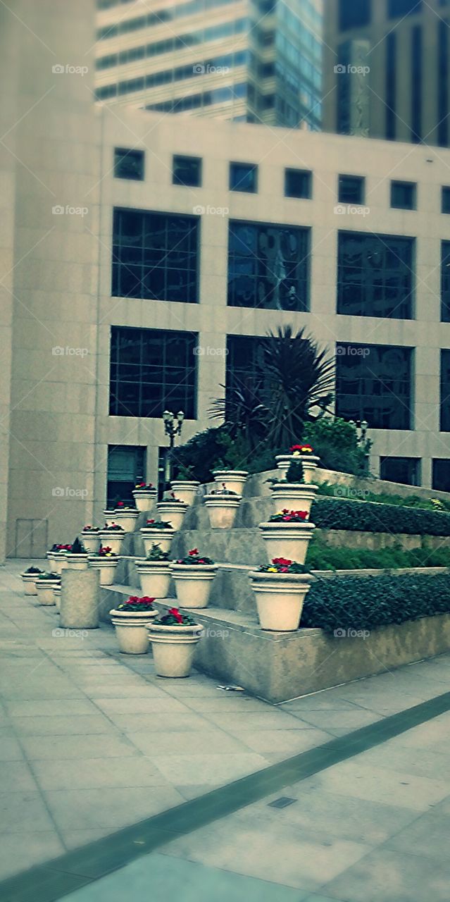 potted plants display