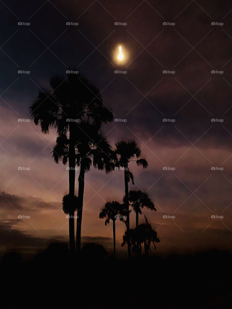 A snapshot of a cloudy sky over tall palm trees, with the bright moon popping out f clouds. 