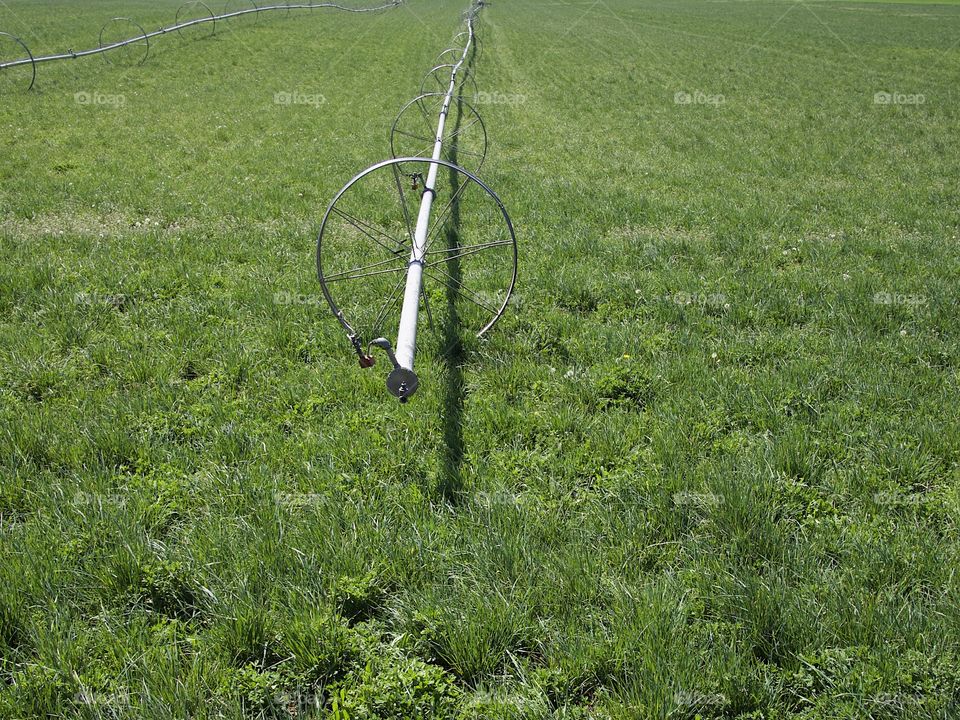 Irrigation wheel lines amongst fresh green spring fields in the farmlands of rural Central Oregon on a sunny morning. 