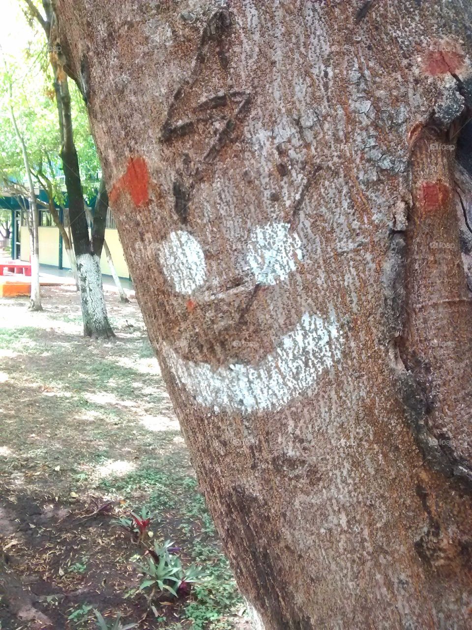 friendly tree. this pal always smile at me in my job