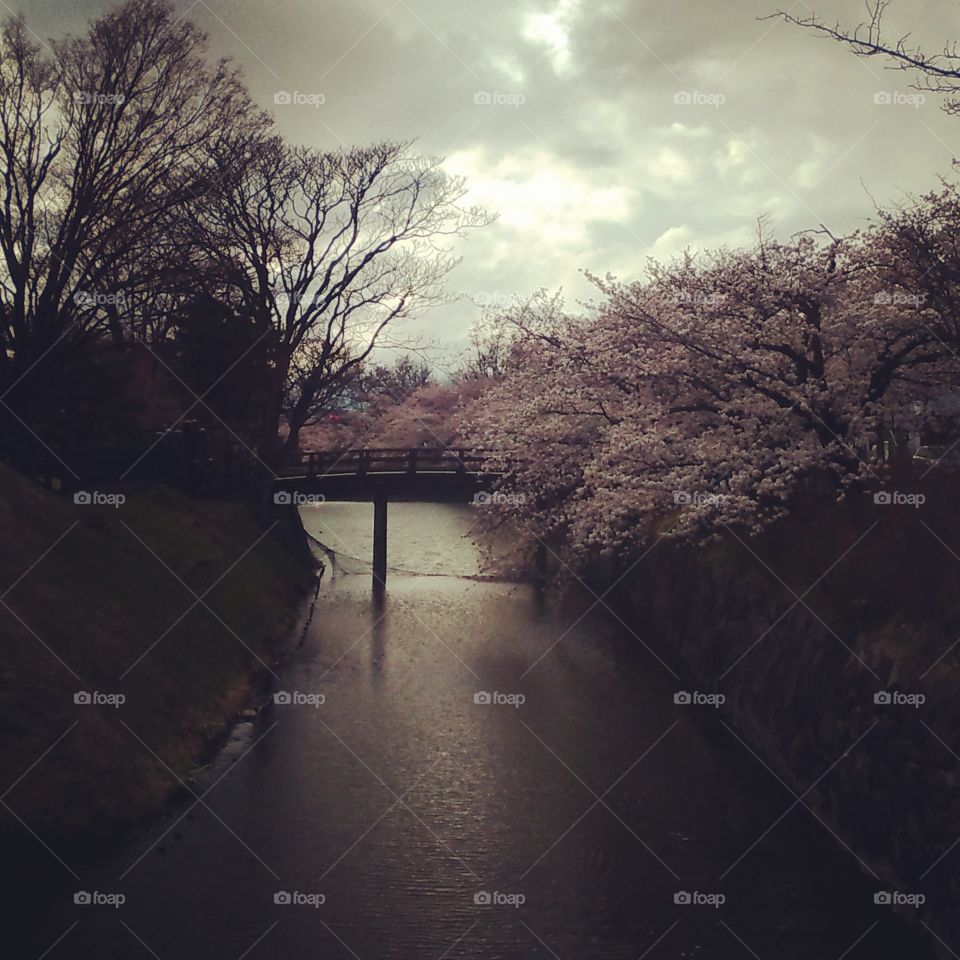 Cherry blossoms in Matsumoto