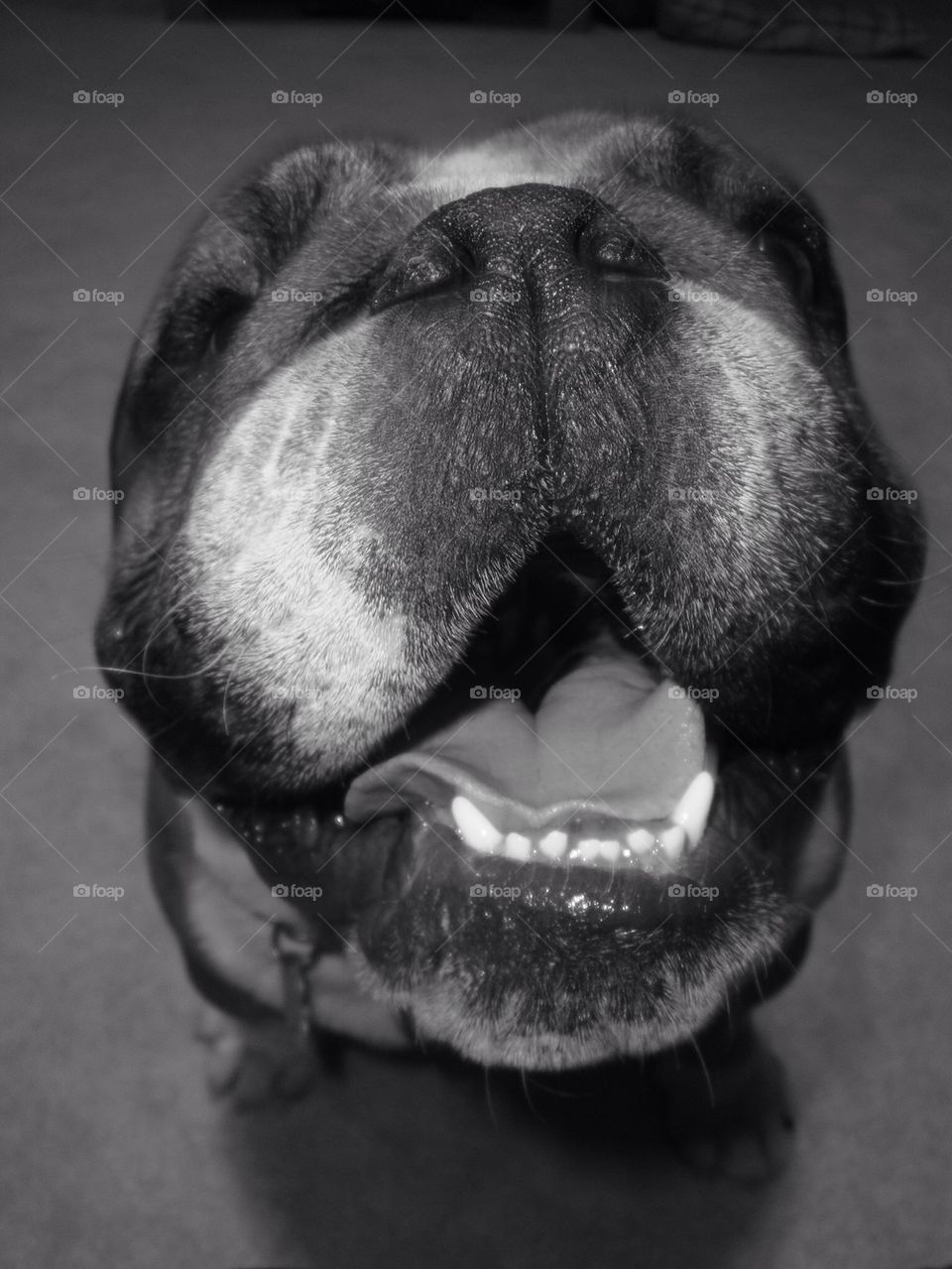 Smiling bulldog nose