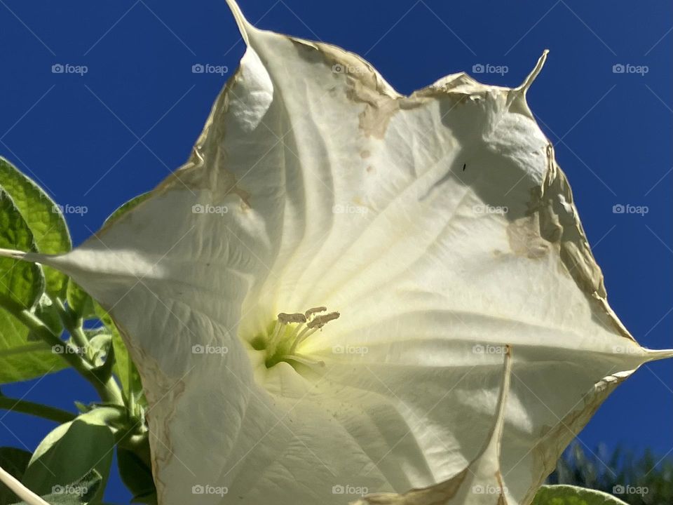 Sunlight on white datura flower
