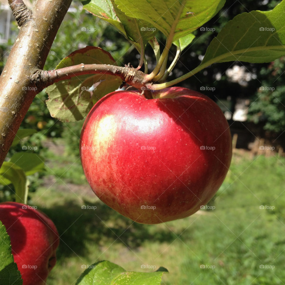 A red apple in a vegetable garden