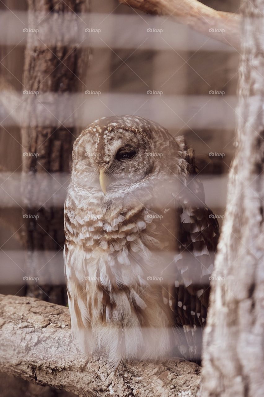 Owl Sleeping With One Eye Open, Owl Portrait, Animal Photography, Bird Portrait 