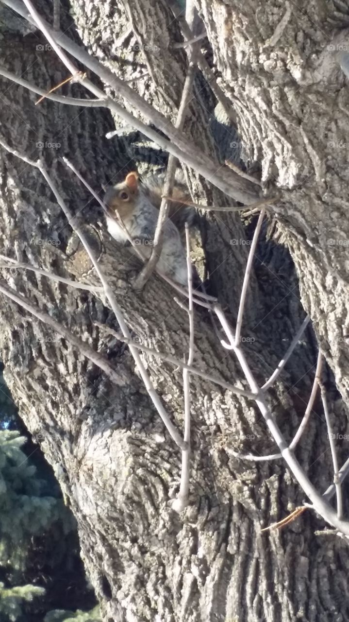 winter squirrel 4