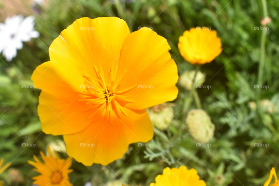 Prettyness all-over # havenly flowers