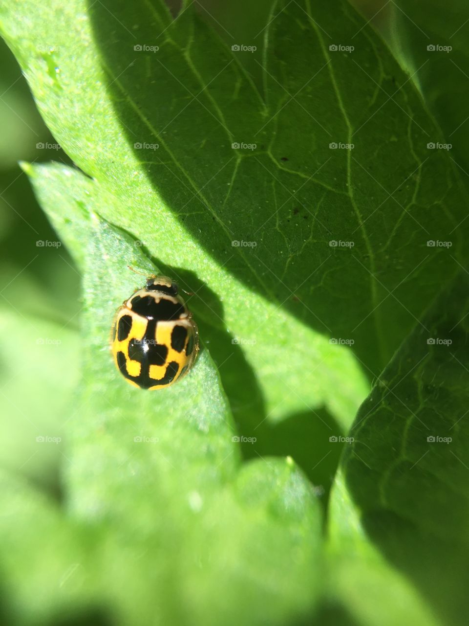 Yellow Ladybug 