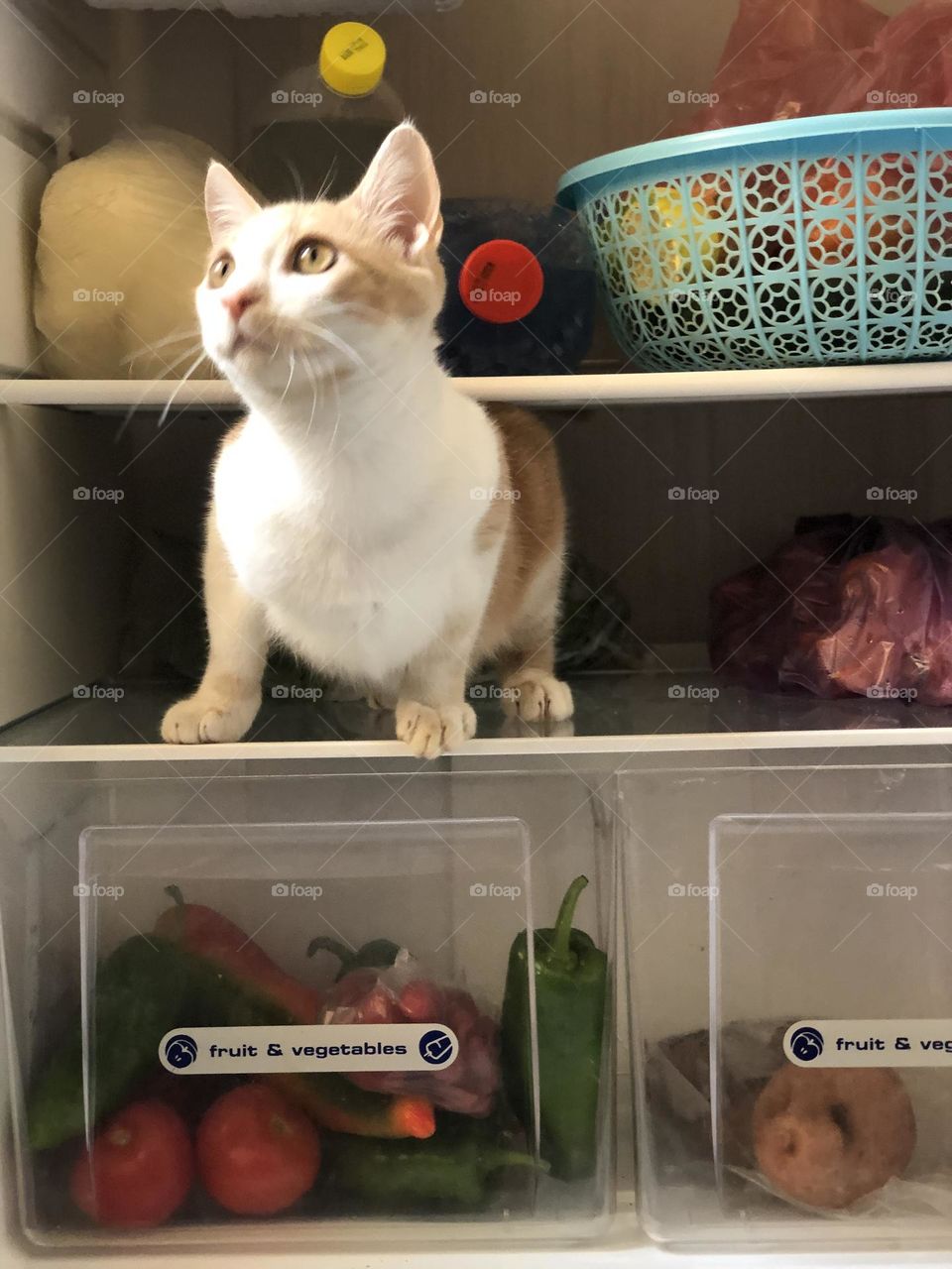 Beautiful and cute cat in the fridge looking at camera 