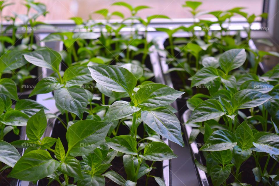 green spring sprouts in pots, love earth