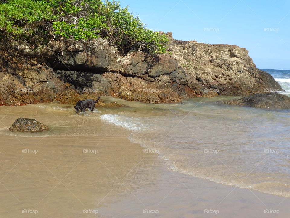 cachorro brincando na praia em itacare bahia