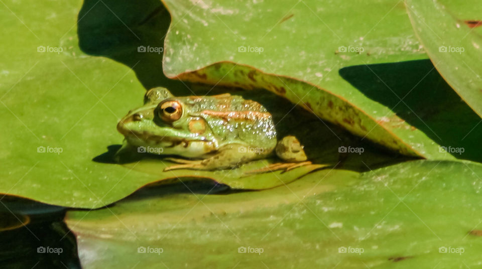 animals reptile frog amphibian by chris220252