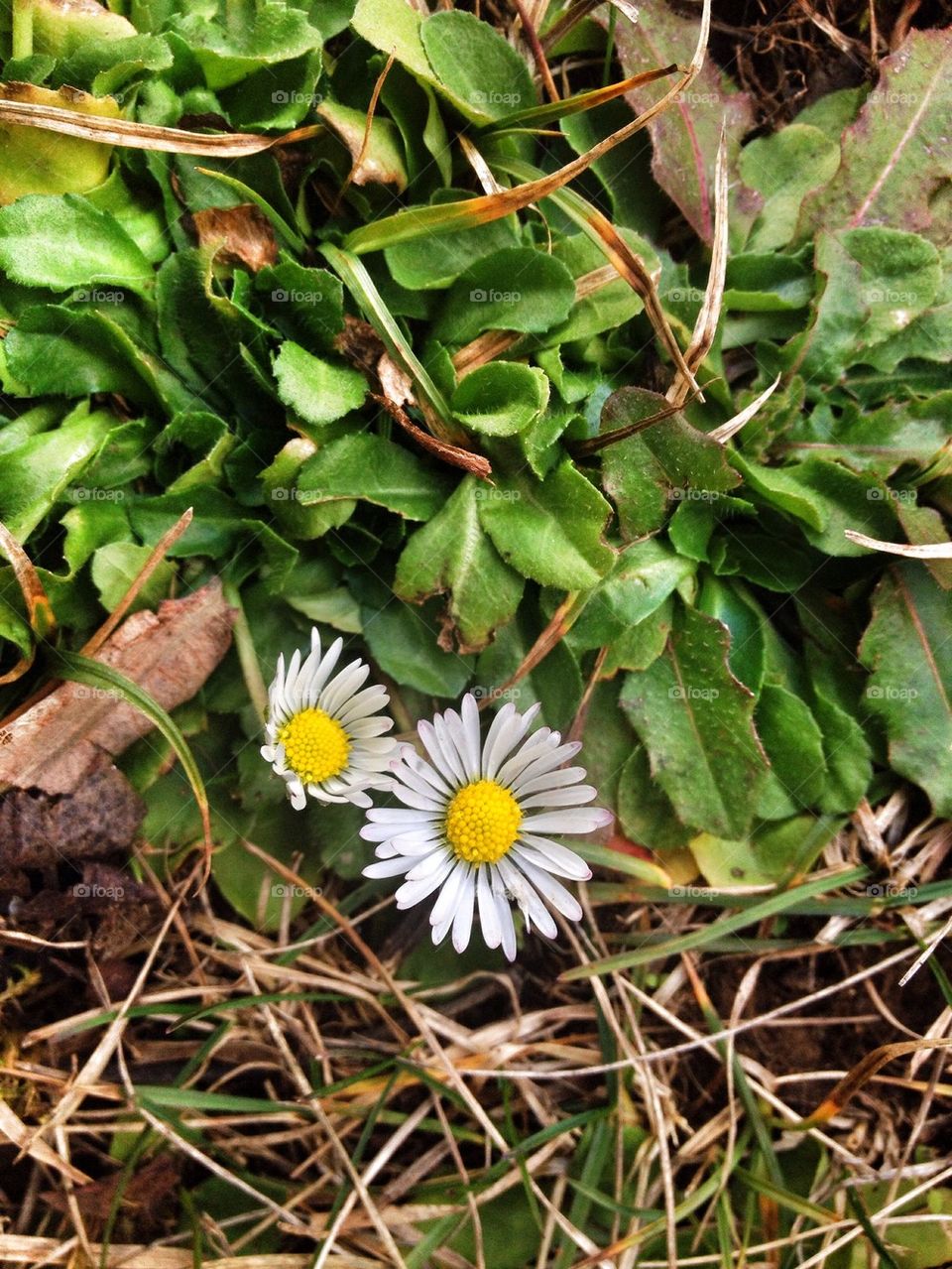 flowers