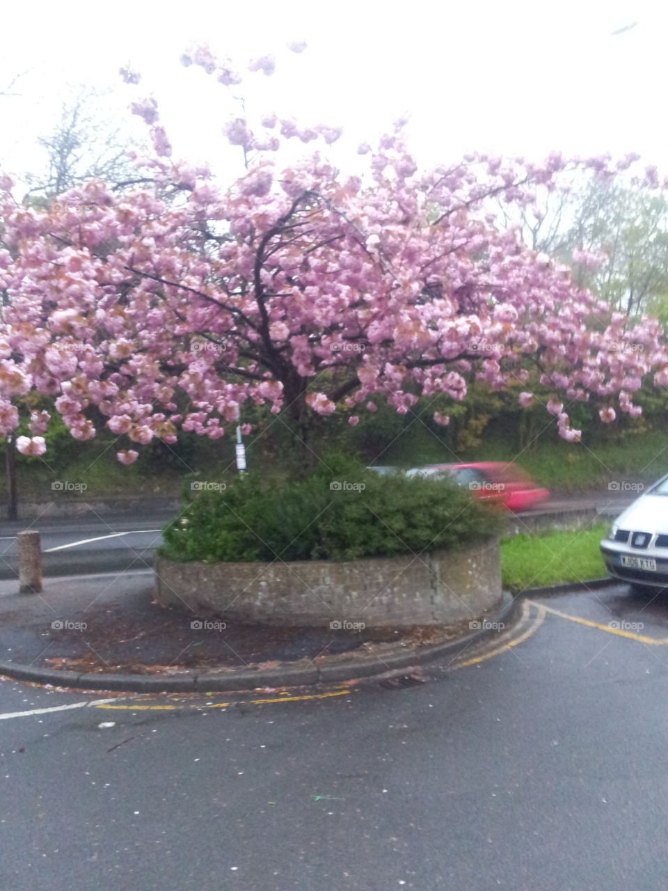 Road, Tree, Flower, Guidance, Garden