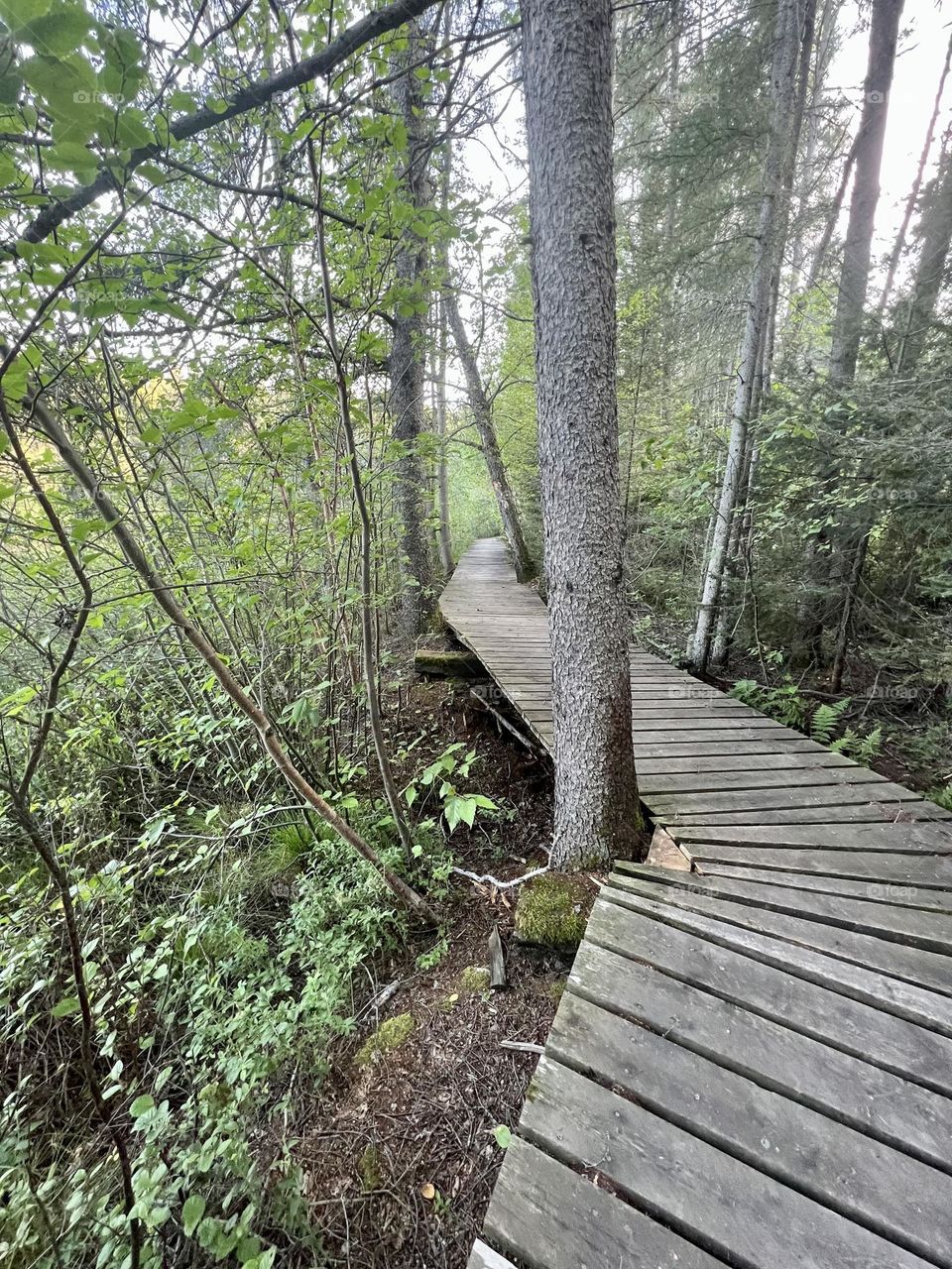 A boardwalk on a forest hike 