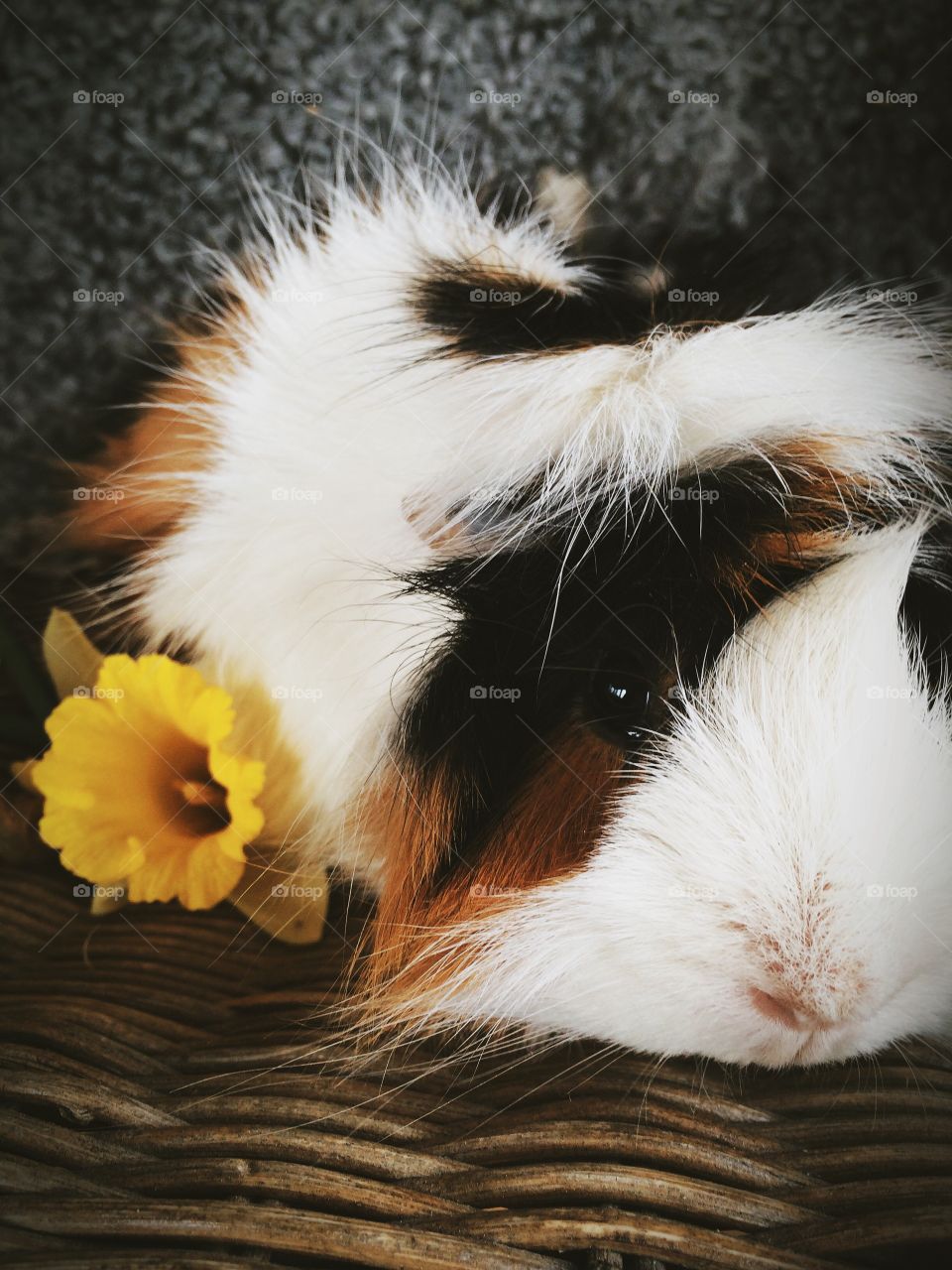 Guinea pig