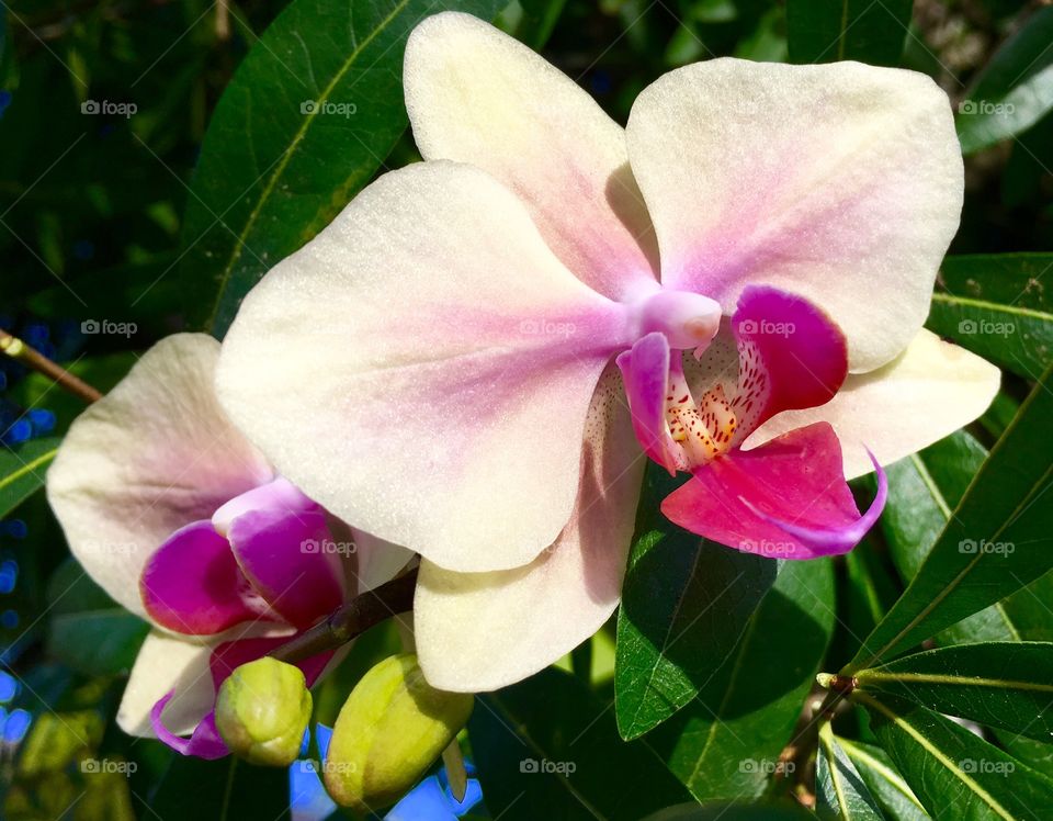 Orchid blossom in spring 