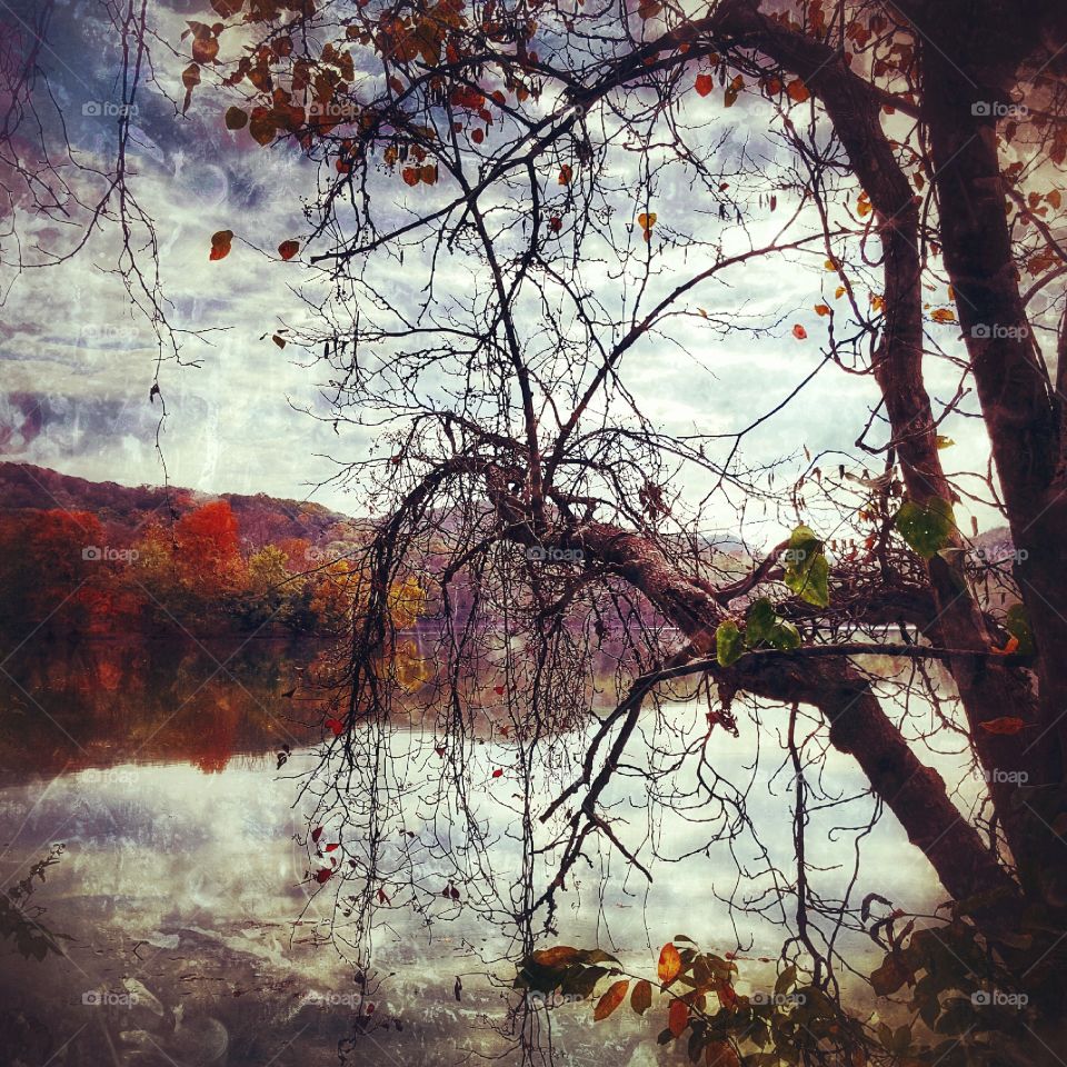 Radnor Lake