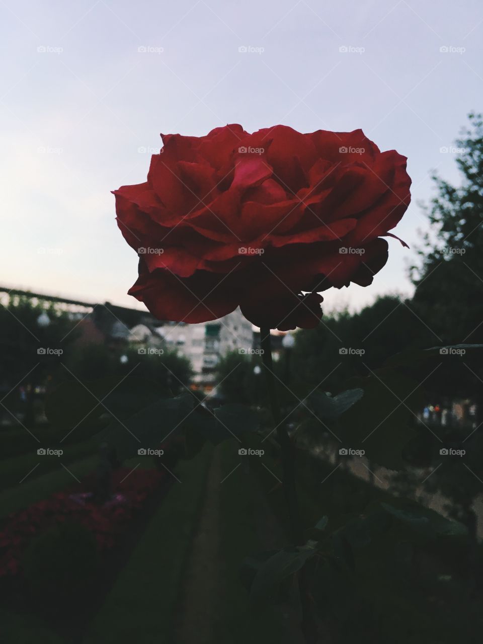 Red is the new black 