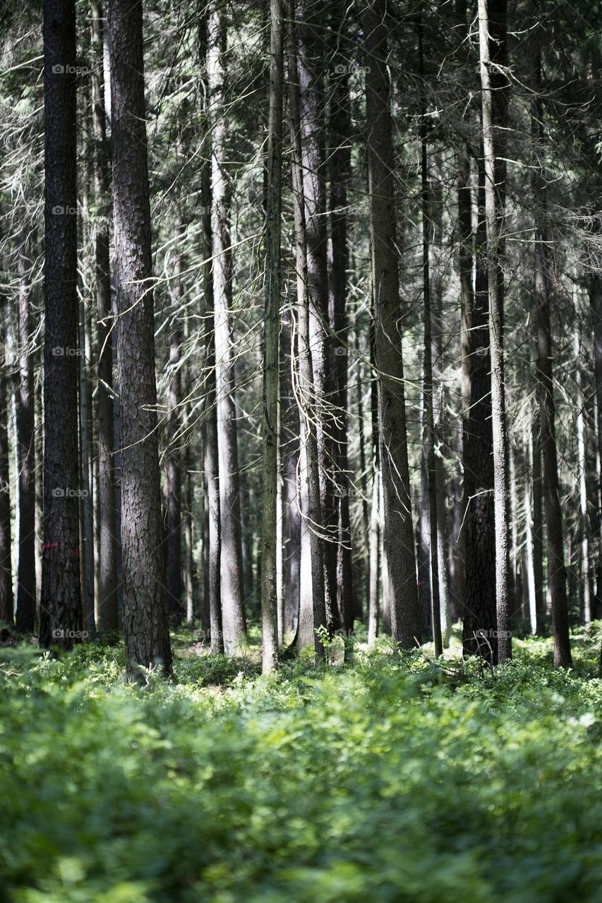 Exploring wild forest in Germany roads without end amazing nature therapy summer mood positive vibes wonderful day hustling daydreaming naturalism adventure time