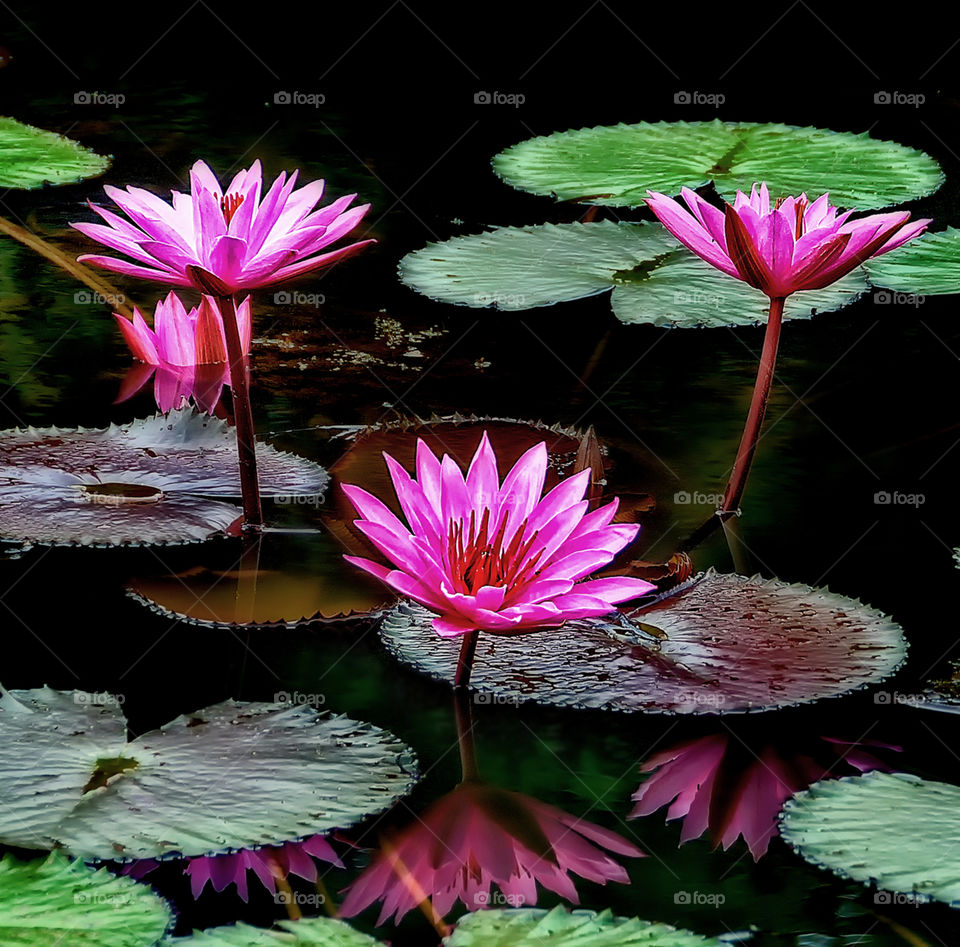 3 lotus