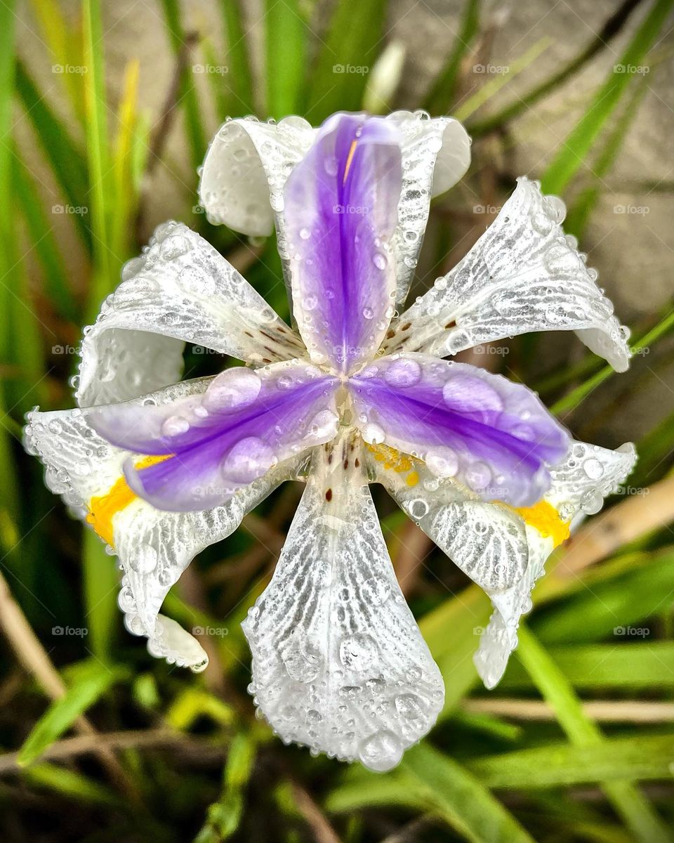 🌼 #MORÉIAS - #Flores do nosso #jardim, para alegrar e embelezar nosso dia! 
#Jardinagem é um ótimo #passatempo! 
🌸 📸🌹
#FOTOGRAFIAéNOSSOhobby
#flor #flowers #flower #pétalas #garden #hobby #natureza #nature #flora #photography #fotografia 