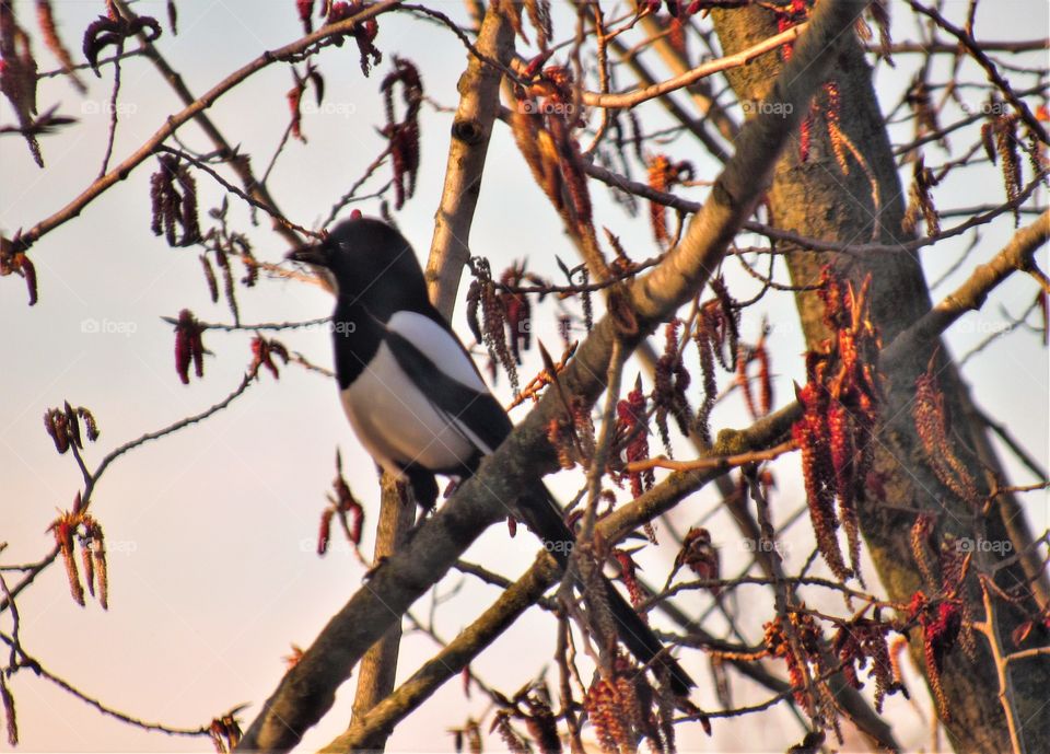 Perched