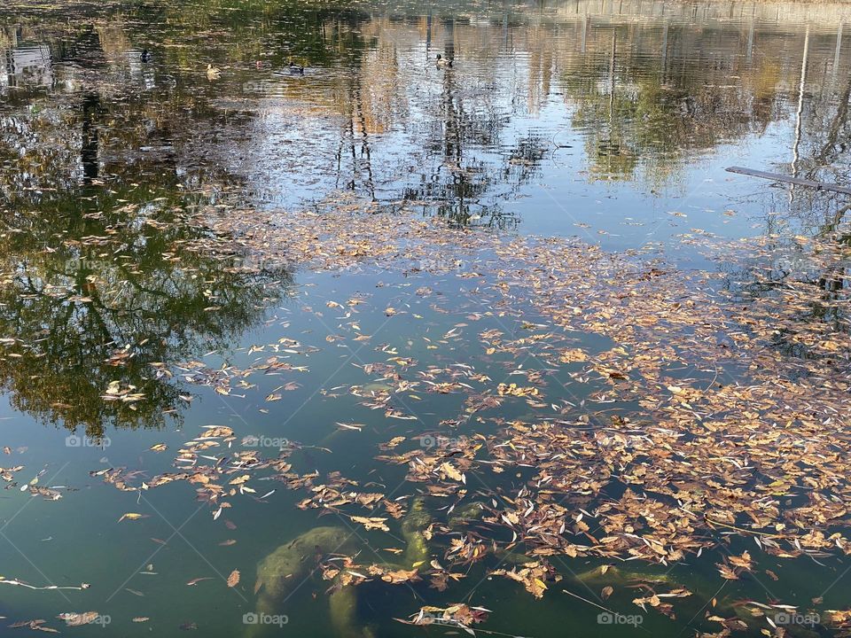Autumn foliage and reflection of trees in the lake 