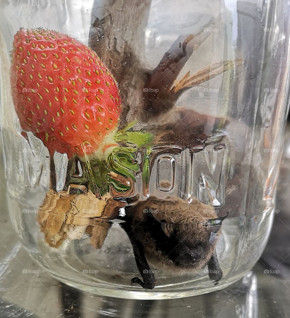 Brown bat in a jar cage