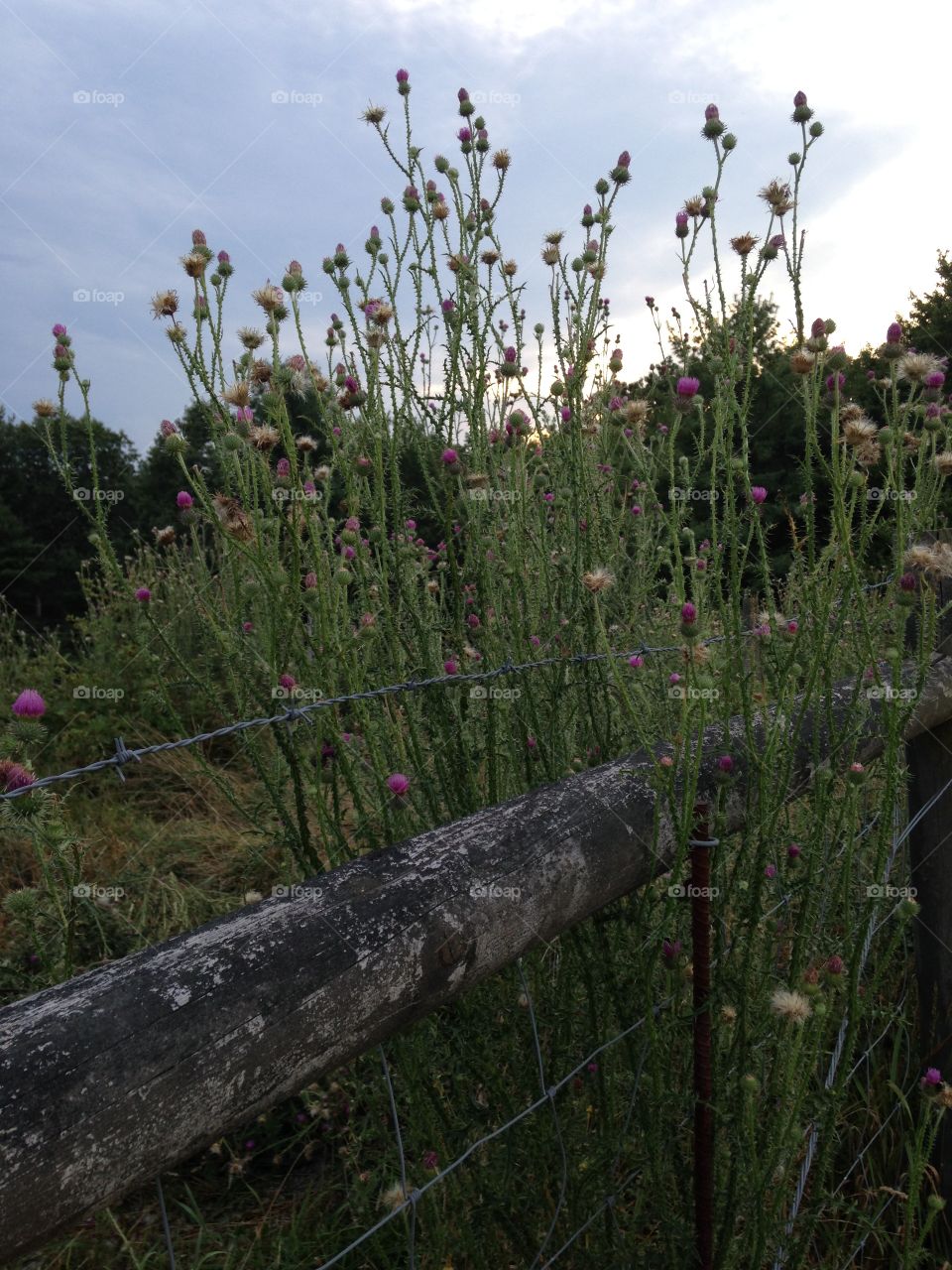 Thistle Forest