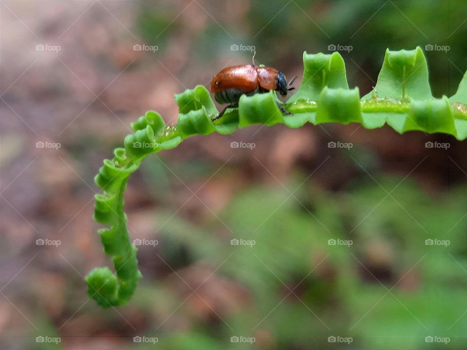 An insect lays eggs on the leaf.