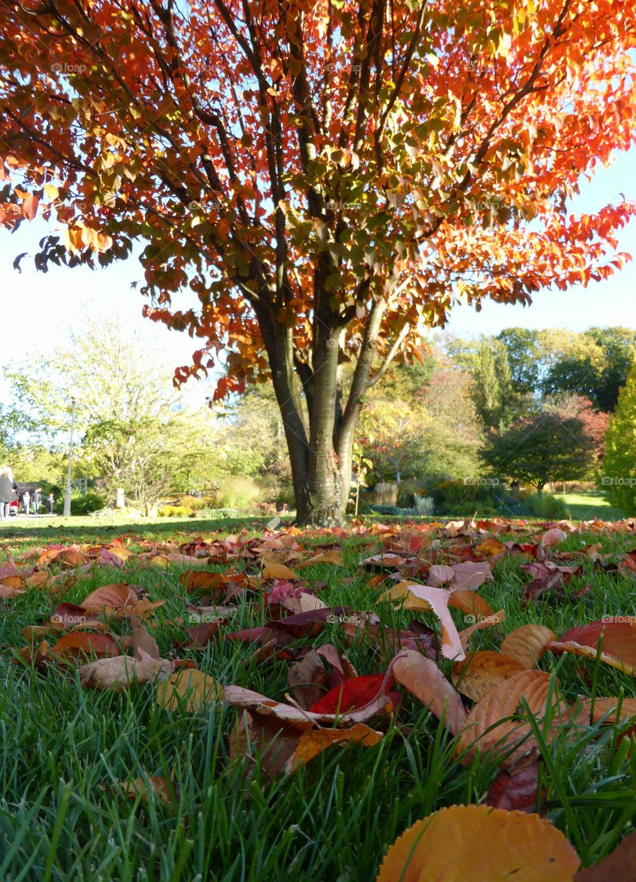 Fallen colorful leaves on the grass