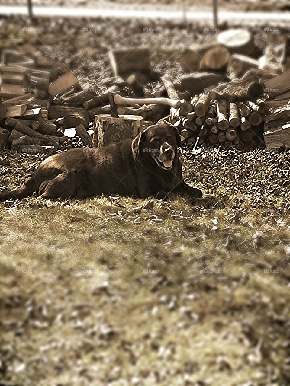 dog