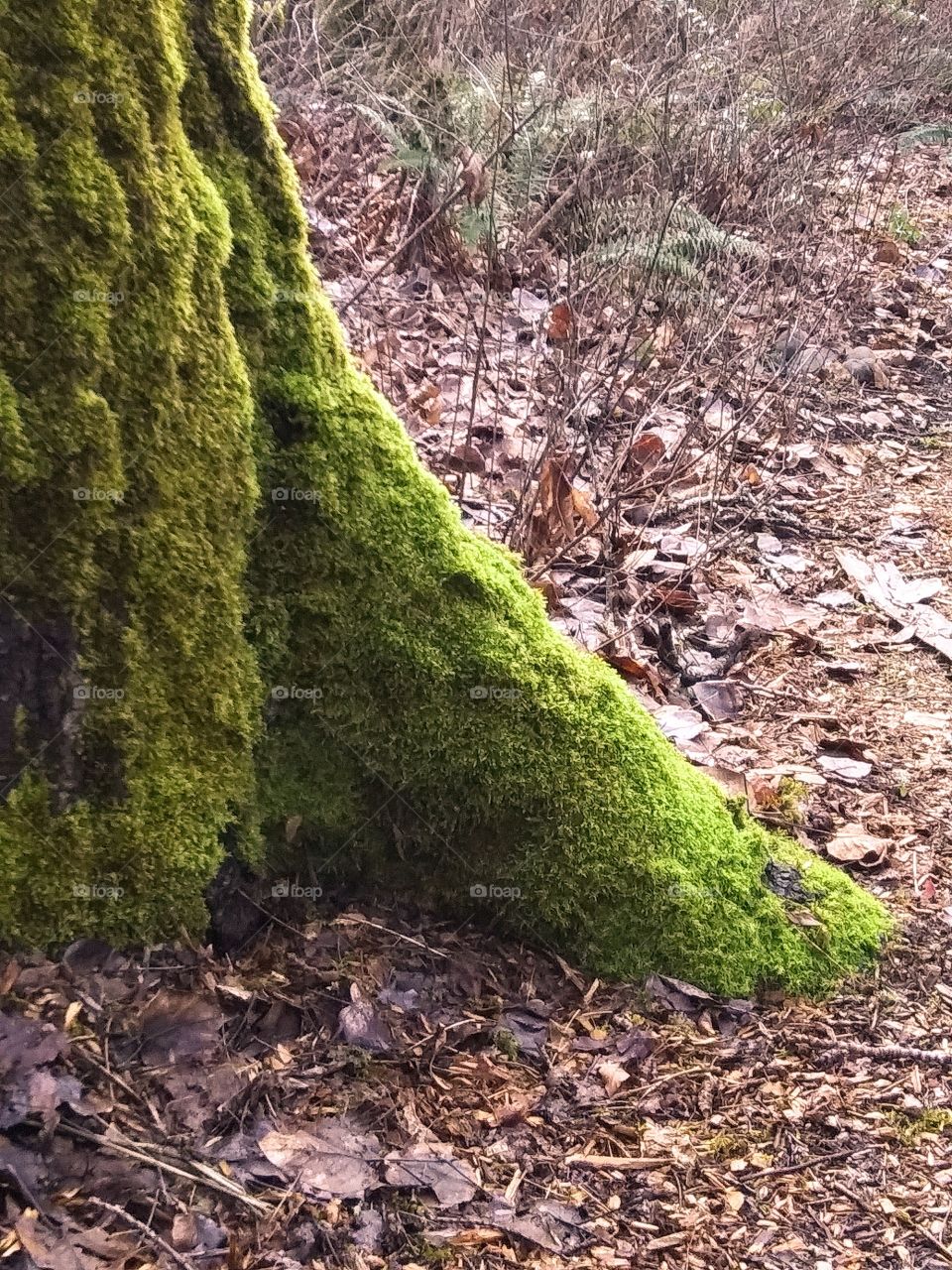 mossy trunk