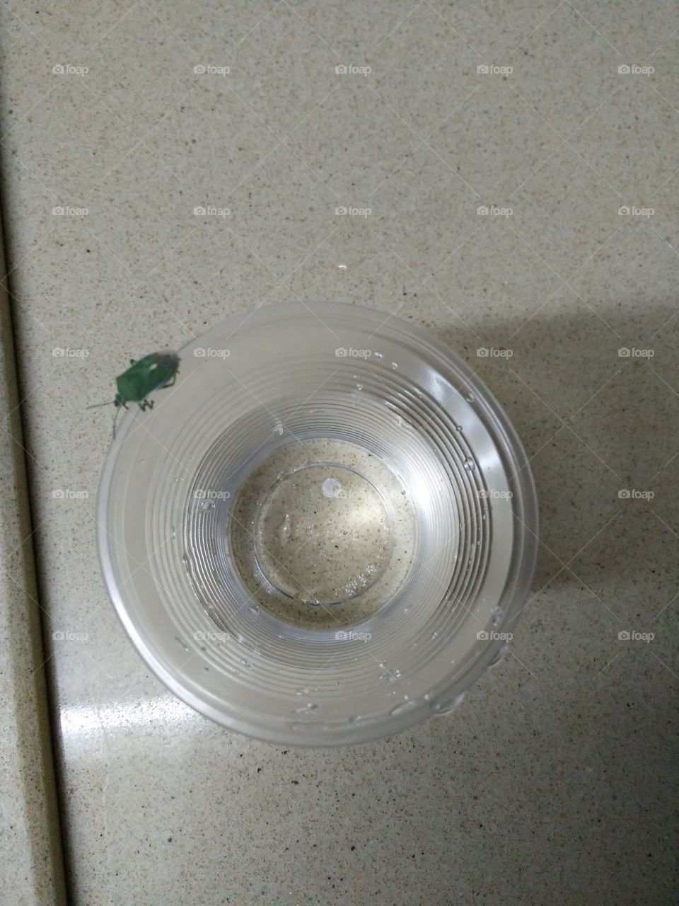 Bug on glass of water