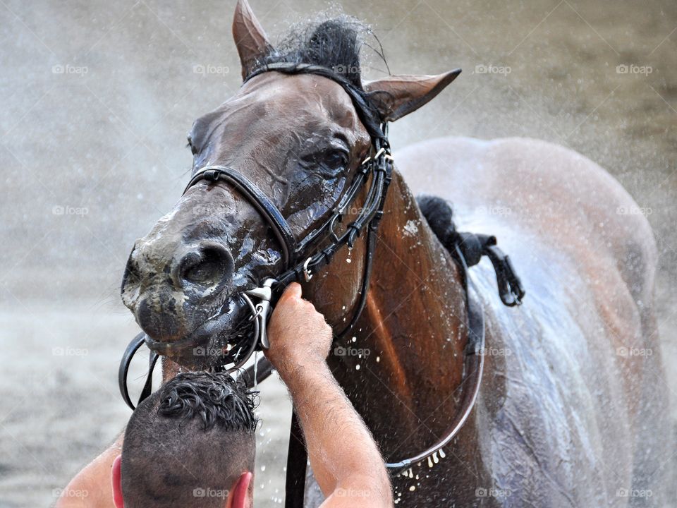 Saratoga Race Course. Royal Posse gets a cool cleansing with a hose after finishing in second place on opening day.
zazzle.com/Fleetphoto