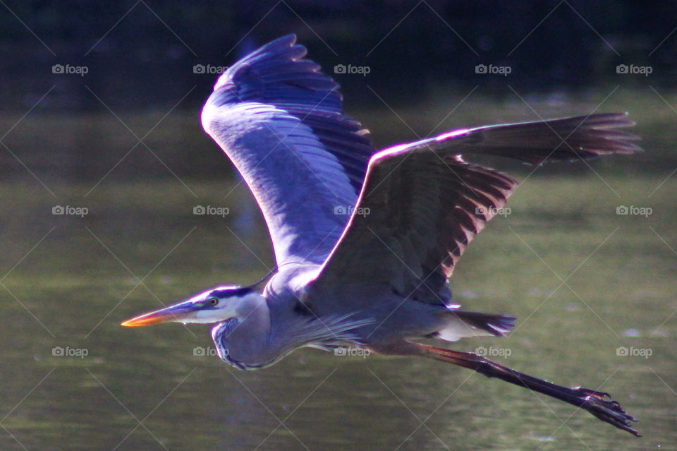 great blue heron majestically flying over the river. great side view of heron in flight.