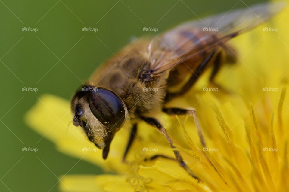 Bee Feeding From Flower