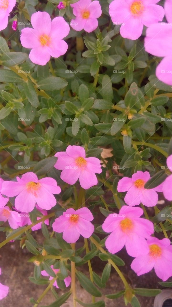 This spring is so perfect and beautiful with the bright colors of flowers blooming