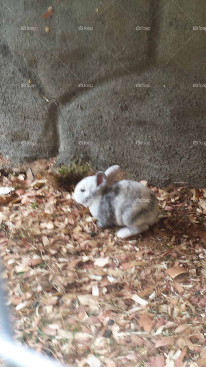 No Person, Rabbit, Cute, Nature, Easter