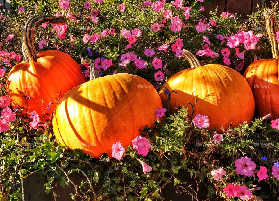 Pumpkins In A Bed Of Garden Flowers In Evening Light