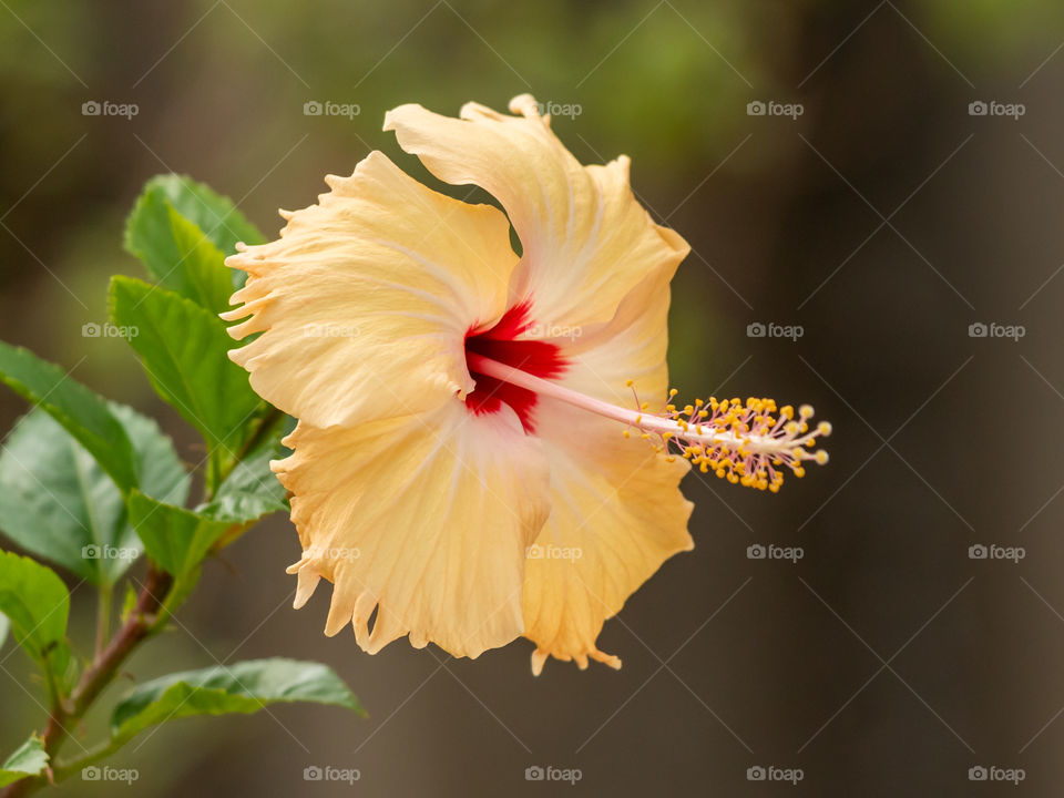 Beautiful Hibiscus Flower