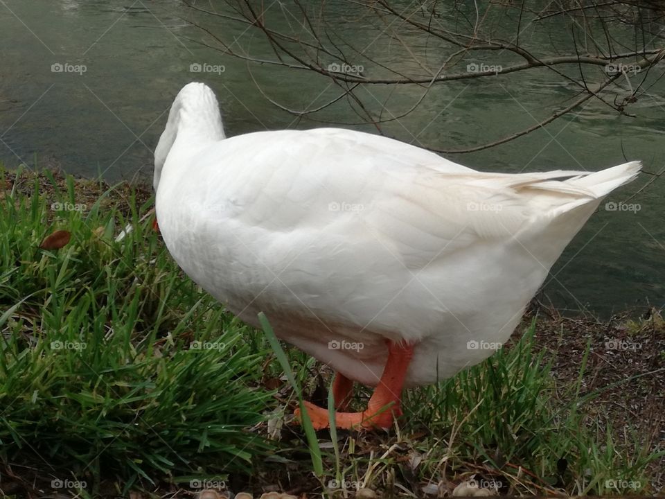 The goose is ok. It doesn't need any human help